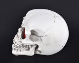 Halloween Decoration Terror Resin Skull Ornament w/ LED Light - Smooth